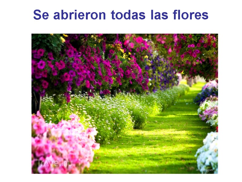 Se abrieron todas las flores
